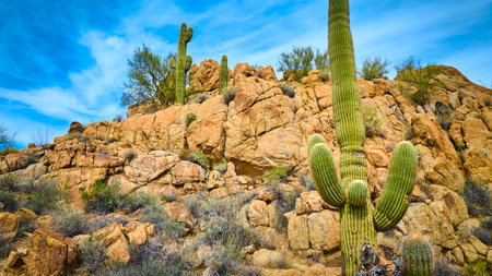 Saguaro Cacti and Rocky Desert Landscape Motion Low Upward Perspectiveの写真素材