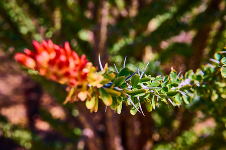 Ocotillo Spines Green Leaves and Red Blossoms Close Up Eye Level Perspectiveの写真素材