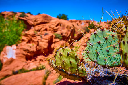 Prickly Pear Cactus and Red Sandstone Desert in Sunlight Eye Level Close Upの写真素材