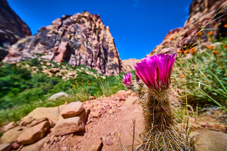 Magenta Cactus Flower Red Rock Canyon Cliffs Low Eye Level Perspectiveの写真素材