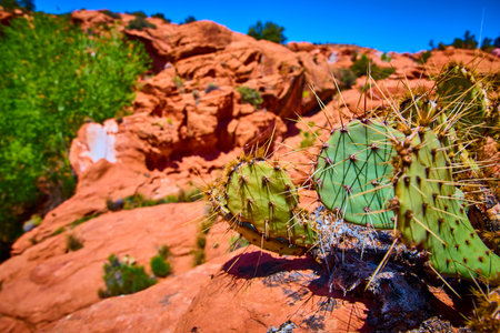 Prickly Pear Cactus and Red Sandstone Rocks in Sunlit Desert Eye Level Close Upの写真素材