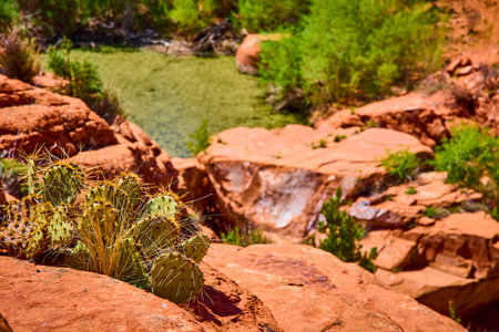 Prickly Pear Cactus and Red Sandstone Overlooking Desert Oasis Eye Levelの写真素材