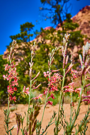 Desert Wildflowers and Cactus Blooming in Red Rock Canyon Low Eye Level Viewの写真素材