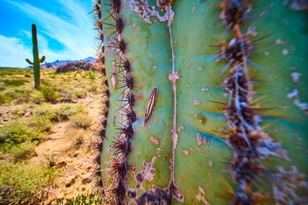 Saguaro Cactus Texture and Spines in Sunlit Arizona Desert Close Up Perspectiveの写真素材