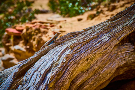 Lizard Sunbathing on Driftwood in Zion National Park Low Eye Level Perspectiveの写真素材
