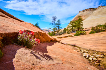 Red Indian Paintbrush Wildflowers in Sandstone Crevice Zion Desert Ground Level
