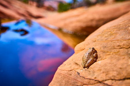 Camouflaged Frog on Sandstone Rock by Desert Pool Close Up Low Angleの写真素材