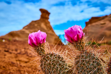 Blooming Cactus with Magenta Flowers and Red Rock Formations Eye Level Close Upの写真素材