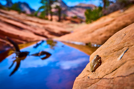 Desert Frog on Sunlit Sandstone Near Water Pool Close Up Eye Level Viewの写真素材
