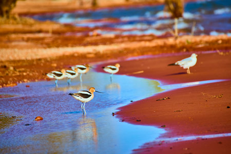 Avocets and Gull in Shallow Lagoon at Golden Hour Eye Level View