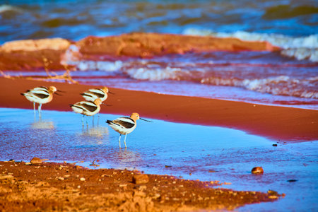 American Avocets Wading Along Shoreline with Gentle Water Motion Eye Level View