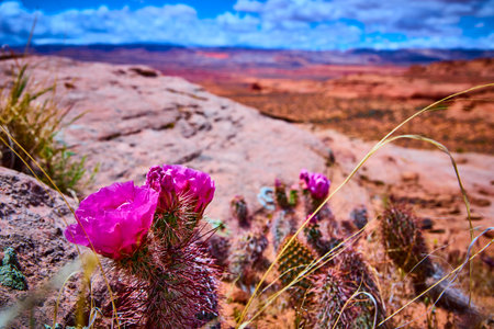 Cactus Flowers Blooming in Desert with Red Rock and Mesa Ground Level Perspectiveの写真素材
