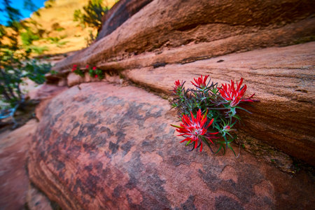 Red Indian Paintbrush Wildflowers Growing from Sandstone Close Up Low Perspectiveの写真素材