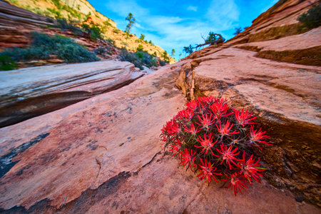 Red Indian Paintbrush Wildflowers on Sunlit Sandstone Canyon Close Up Low Angleの写真素材