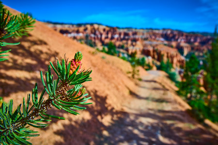 Pine Branch and Young Cone in Focus with Trail and Hoodoos in Bryce Canyonの写真素材