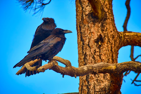 Raven Pair Perched on Tree Branch in Sunlight with Blue Sky and Forest Backgroundの写真素材