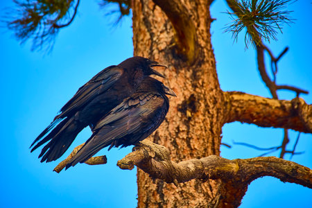 Raven Pair Perched on Pine Branch Against Blue Sky in Utah Forestの写真素材