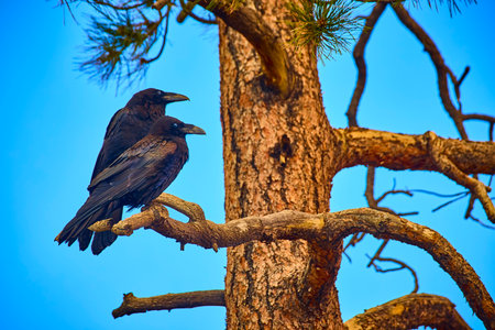 Raven Pair Perched on Pine Tree Branch Against Blue Sky in Scenic Utah Forestの写真素材