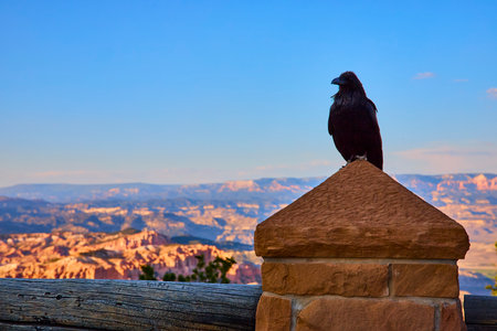 Raven Perched on Stone Pillar Overlooking Bryce Canyon National Park Landscapeの写真素材
