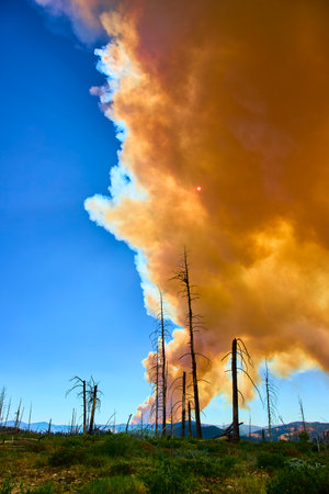 Wildfire Smoke Plume Towering Over Burned Forest Trees Under Blue Skyの写真素材