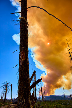 Wildfire Smoke and Burned Trees in Utah Forest with Sun and Blue Skyの写真素材
