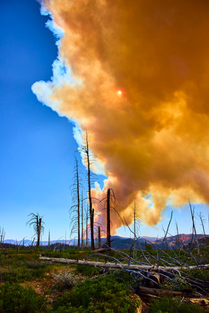 Forest Fire Smoke Plume and Sun Over Burnt Trees in Utah Wildernessの写真素材