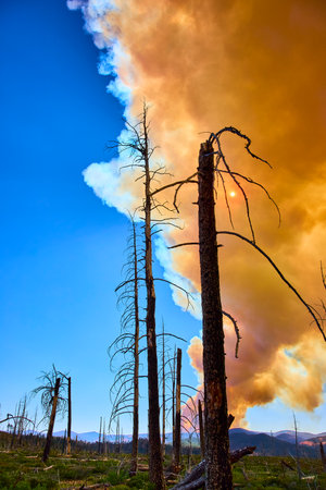 Wildfire Smoke and Sunlight Through Burned Trees in Utah Forestの写真素材