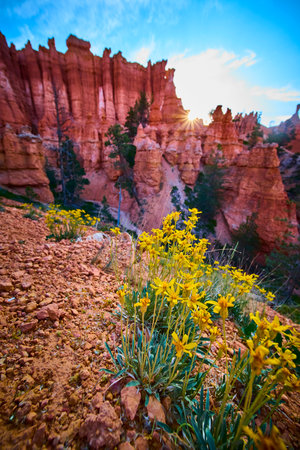 Wildflowers Sunburst and Red Hoodoo Formations in Morning Light Bryce Canyonの写真素材