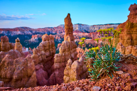 Wildflower Close Up with Hoodoos and Dramatic Canyon View at Sunriseの写真素材