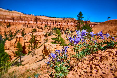 Wildflowers and Hoodoo Formations in Sunlit Bryce Canyon National Parkの写真素材