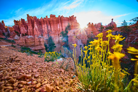 Bryce Canyon Hoodoos Wildflowers and Sunburst in Vibrant Utah Landscapeの写真素材