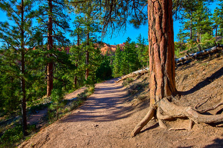 Forest Trail Pine Trees and Sunlit Path in Scenic National Park Landscapeの写真素材