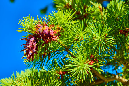 Pine Needles and Purple Cone Close Up Against Clear Blue Skyの写真素材