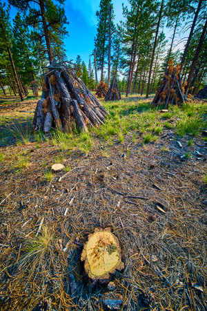Burning Piles and Pine Trees with Freshly Cut Stump in Forest Clearingの写真素材