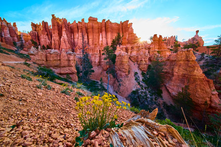 Bryce Canyon Hoodoos Sunburst and Wildflower Foreground in Vibrant Morning Lightの写真素材