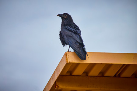 Solitary Raven on Yellow Industrial Structure Under Moody Sky