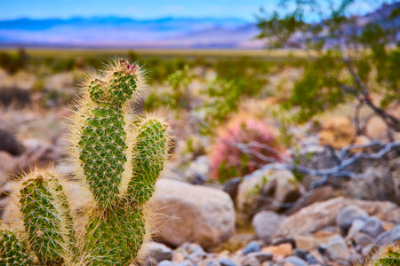 Close Up Desert Cactus with Rocky Terrain and Blurred Nevada Landscape