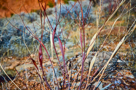 Desert Plant Seed Pods and Stems in Arid Nevada Landscape Close Upの写真素材