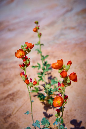 Orange Globemallow Wildflowers Blooming in Utah Desert Close Upの写真素材