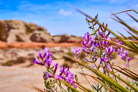 Purple Desert Wildflowers with Blurred Red Rock Formations and Blue Sky Close Upの写真素材