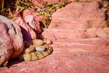 Rattlesnake Coiled Among Red Rock Formations in Desert Wildlife Habitatの写真素材