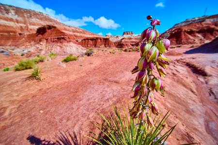 Yucca Plant and Wildflowers in Desert Kanab Toadstool Hoodoos Utahの写真素材