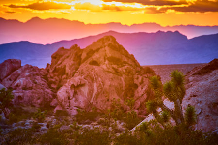 Joshua Tree and Red Rock Formations at Sunset Golden Hour Desert Landscapeの写真素材