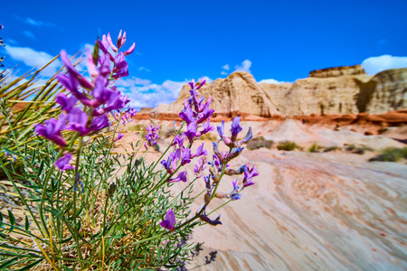 Purple Wildflowers and Sandstone Formations in Utah Desert Close Upの写真素材