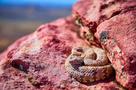 Rattlesnake Coiled on Sunlit Red Rock in Desert Landscape Wildlife Focusの写真素材