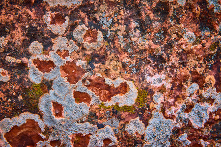 Lichen and Moss on Weathered Red Rock Texture Close Upの写真素材