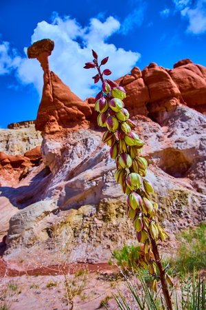 Blooming Yucca and Hoodoo Sandstone Formations Toadstool Hoodoos Utahの写真素材