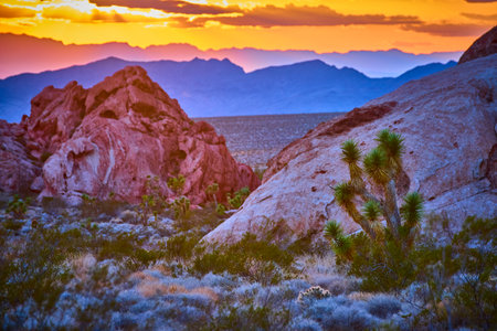 Joshua Tree and Red Rocks at Sunset in Desert Landscape Golden Hourの写真素材