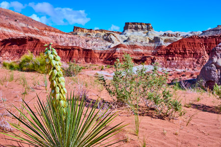 Blooming Yucca and Red Rock Formations in Utah Desert Under Blue Skyの写真素材