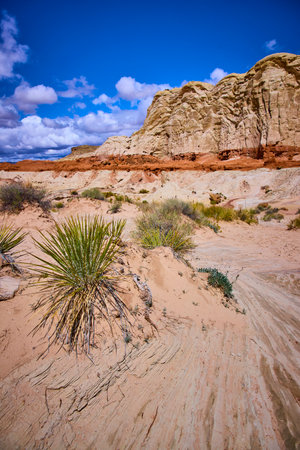 Sandstone Cliffs Desert Vegetation and Sandy Terrain under Blue Sky Utahの写真素材